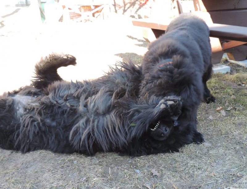 Фото: ньюфаундленд Love Inside Your Soul Moon Bear (Love Inside Your Soul Moon Bear), ньюфаундленд Skippers Only You for Smigar