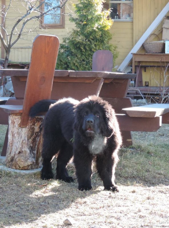 Фото: ньюфаундленд Love Inside Your Soul Moon Bear (Love Inside Your Soul Moon Bear)