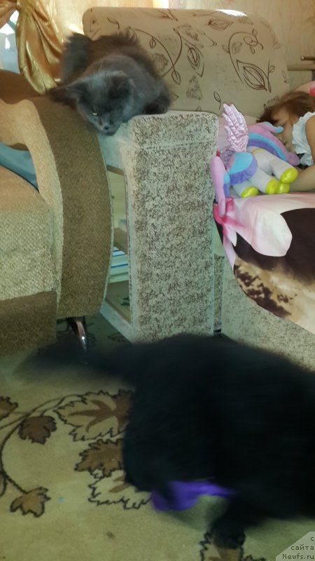 Фото: ньюфаундленд CHernyiy Balu Elisey (Черный Балу Елисей)