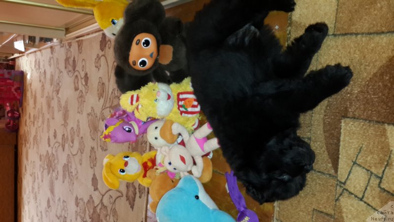 Фото: ньюфаундленд CHernyiy Balu Elisey (Черный Балу Елисей)