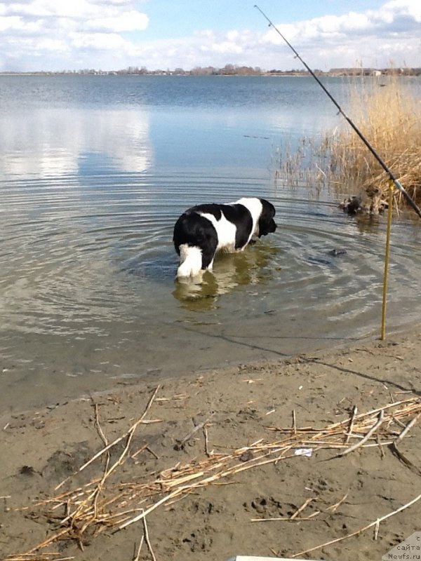 Фото: ньюфаундленд Mag Ispolin Obi-Van Kenobi (Маг Исполин Оби-Ван Кеноби)