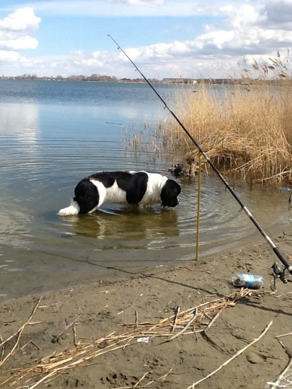 Фото: ньюфаундленд Mag Ispolin Obi-Van Kenobi (Маг Исполин Оби-Ван Кеноби)