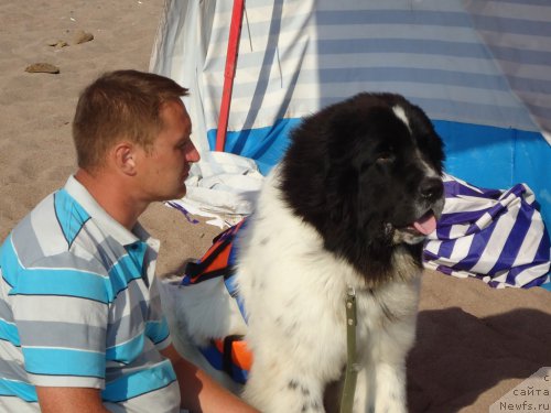 Фото: ньюфаундленд Plushevaya Panda Evian (Плюшевая Панда Эвиан)