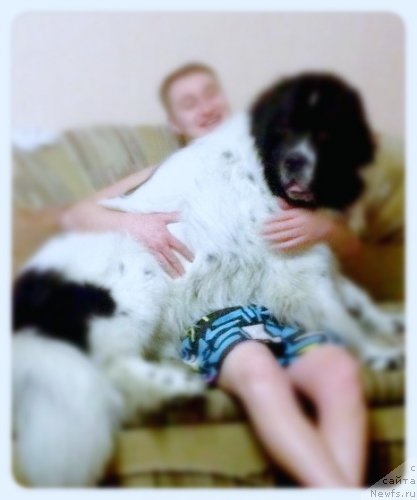 Фото: ньюфаундленд Plushevaya Panda Evian (Плюшевая Панда Эвиан)