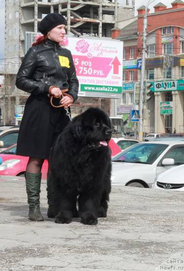 Фото: ньюфаундленд Fiamettahauz Ras Al'hagi (Фиаметтахауз Рас Альхаги)