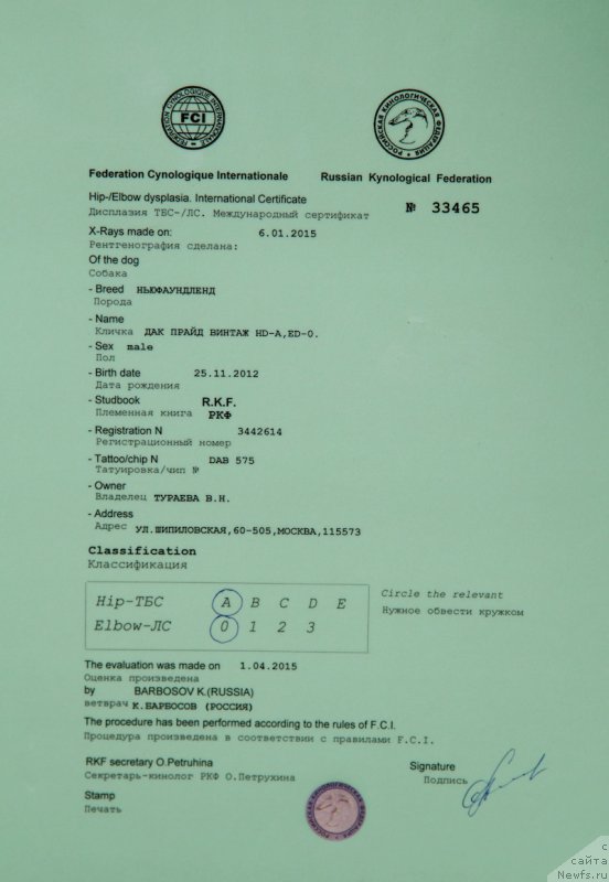 Фото: ньюфаундленд Dark Pride Vintage (Дак Прайд Винтаж)