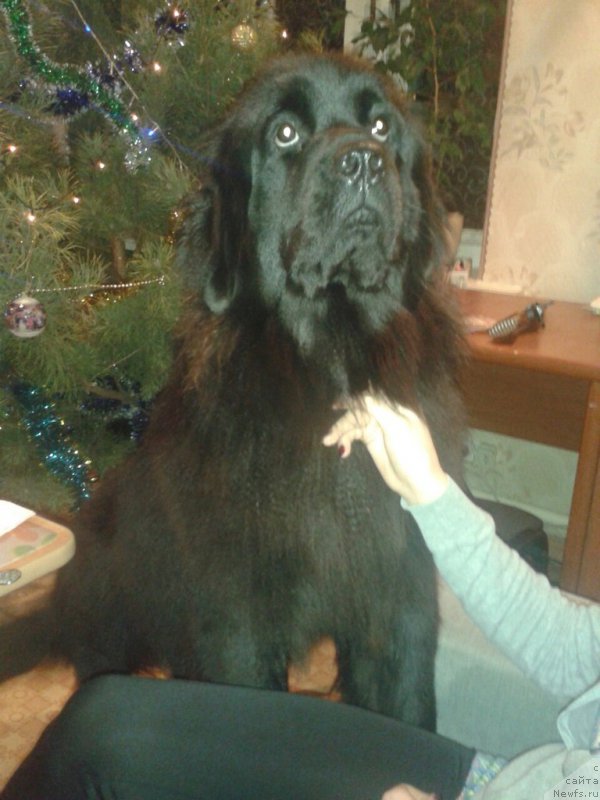 Фото: ньюфаундленд Amanda Mister Newf (Аманда Мистер Нюф)