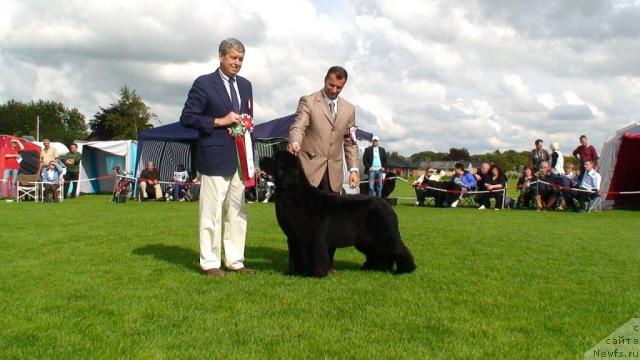Фото: ньюфаундленд Skippers King of Helluland, David Halming