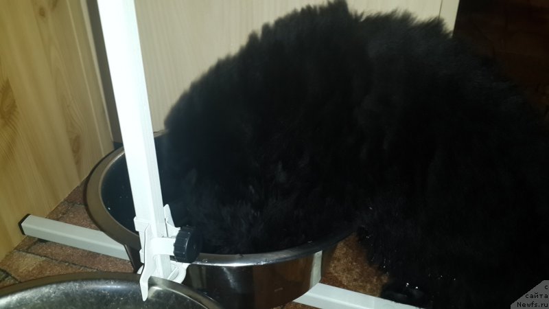 Фото: ньюфаундленд CHernyiy Balu Elisey (Черный Балу Елисей)