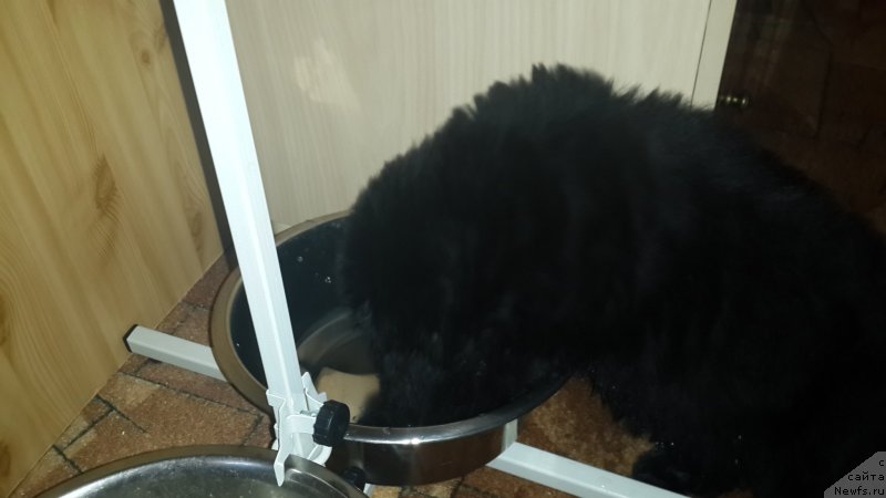 Фото: ньюфаундленд CHernyiy Balu Elisey (Черный Балу Елисей)