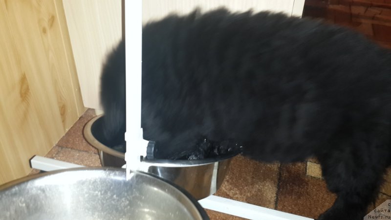 Фото: ньюфаундленд CHernyiy Balu Elisey (Черный Балу Елисей)