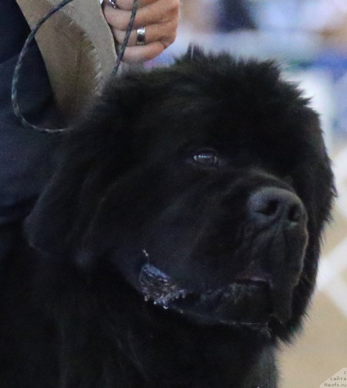 Фото: ньюфаундленд Veni Vidi Vici Dinastiya Soverchenstva