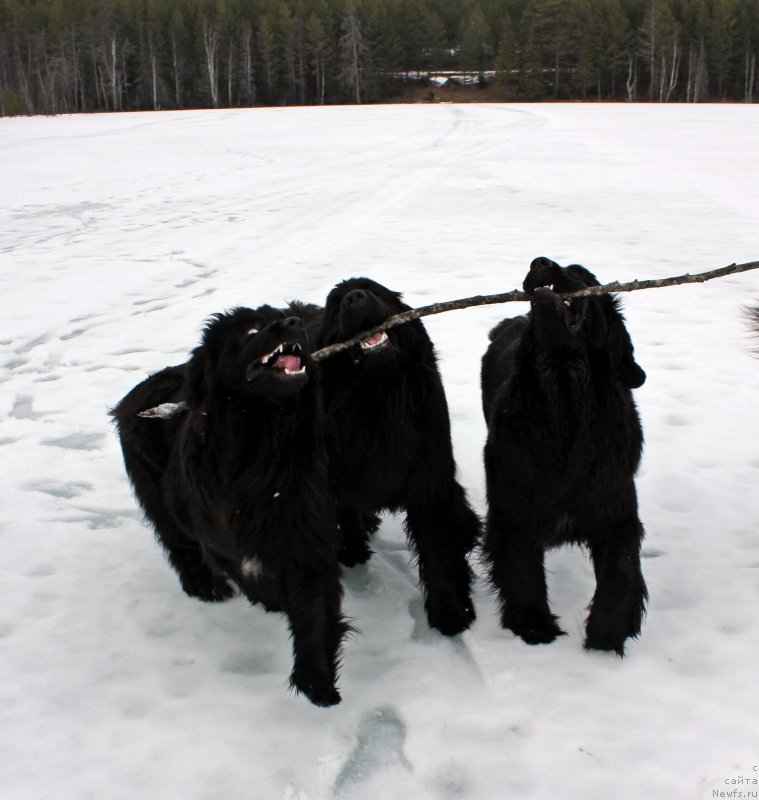 Фото: ньюфаундленд Dar Svezyi Maskot Dreams (Дар Свезы Маскот Дреамс), ньюфаундленд Dar Svezyi Majikal Malta (Дар Свезы Мажикал Малта), ньюфаундленд Dar Svezyi Monika Bellukki (Дар Свезы Моника Беллукки)