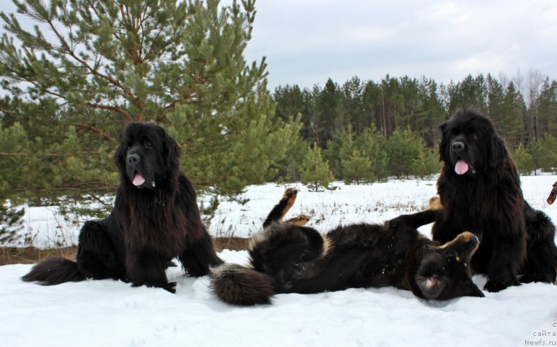 Фото: ньюфаундленд Dar Svezyi Maskot Dreams (Дар Свезы Маскот Дреамс), ньюфаундленд Dar Svezyi Majikal Malta (Дар Свезы Мажикал Малта)