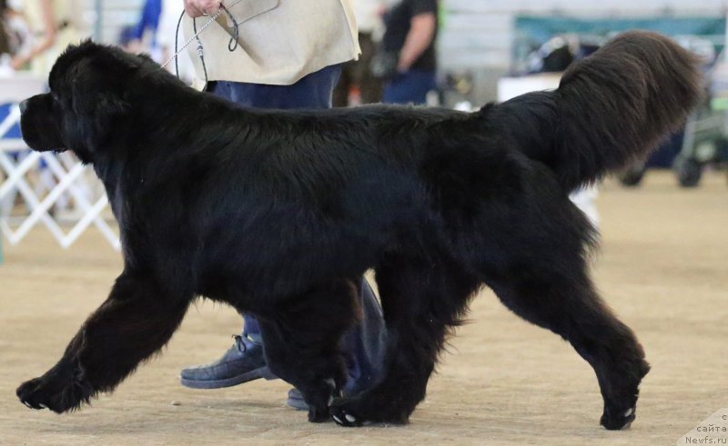 Фото: ньюфаундленд Veni Vidi Vici Dinastiya Soverchenstva