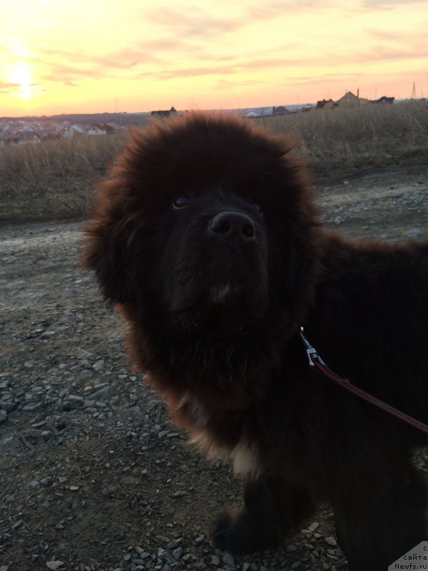 Фото: ньюфаундленд Sent Djons Nashenal Prayd (Сент Джонс Нашенал Прайд)