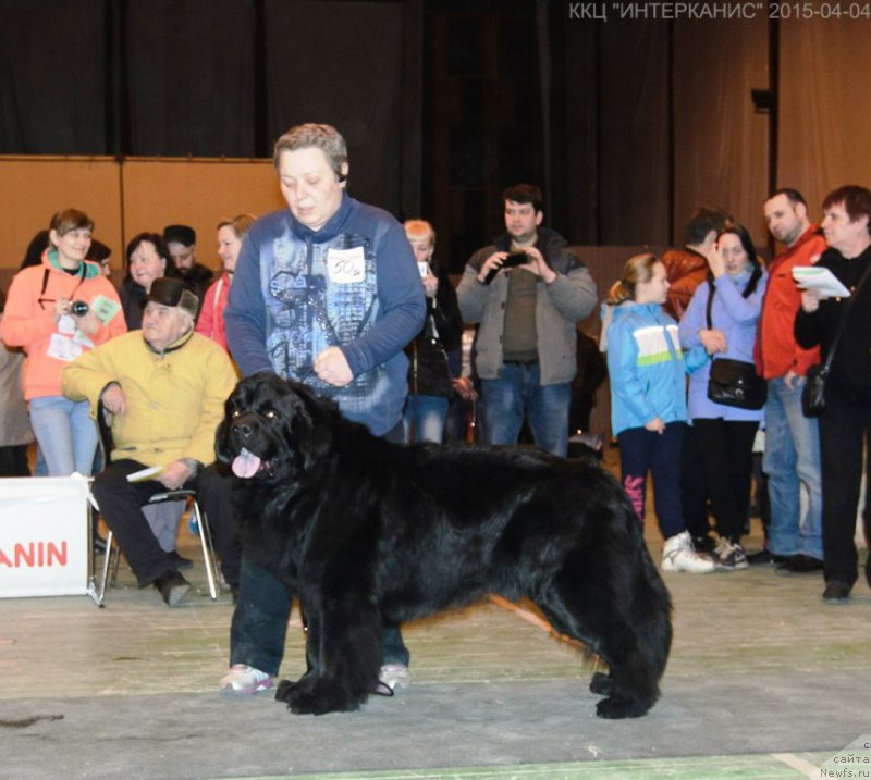Фото: ньюфаундленд Dar Svezyi Sii YEnd YEdmire (Дар Свезы Сии Энд Эдмире)