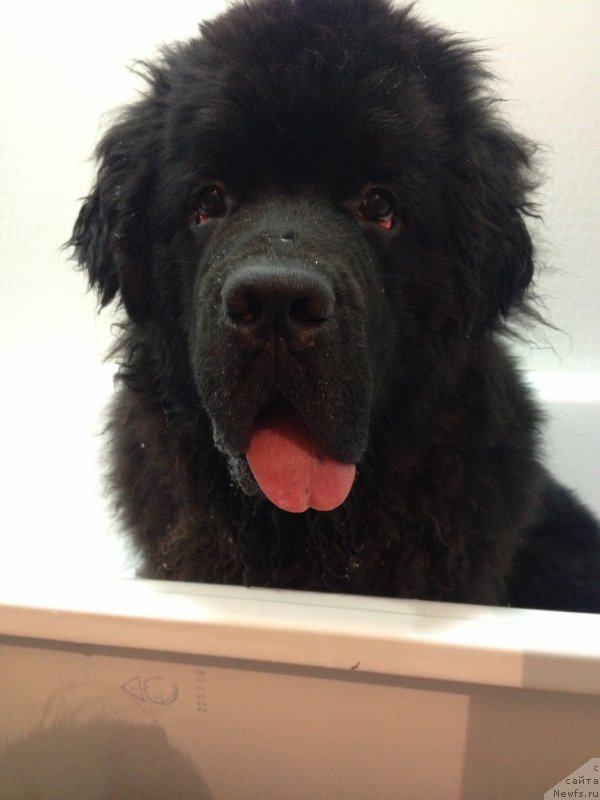 Фото: ньюфаундленд Basnja s Berega Dona (Басня с Берега Дона)