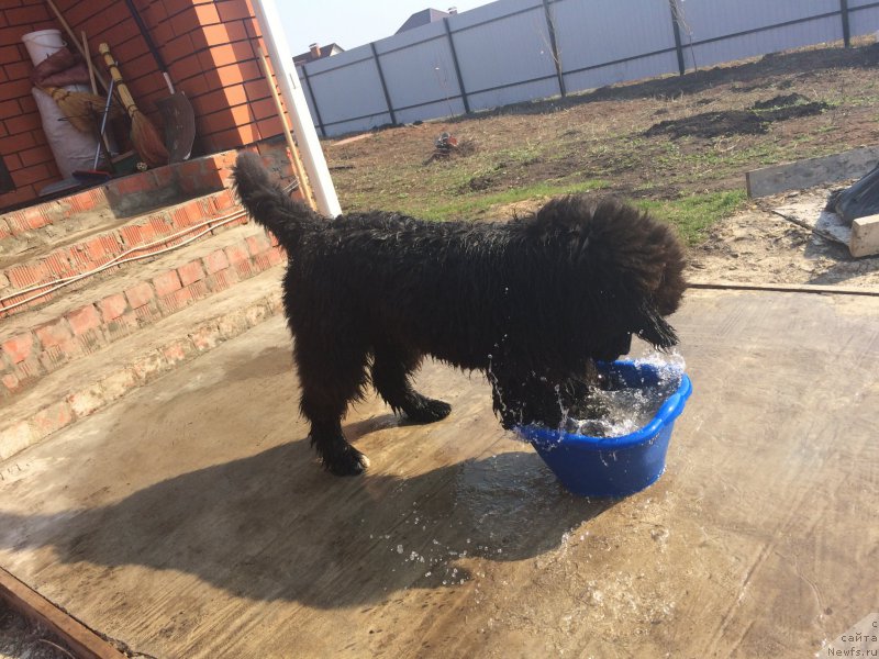 Фото: ньюфаундленд Sent Djons Nashenal Prayd (Сент Джонс Нашенал Прайд)