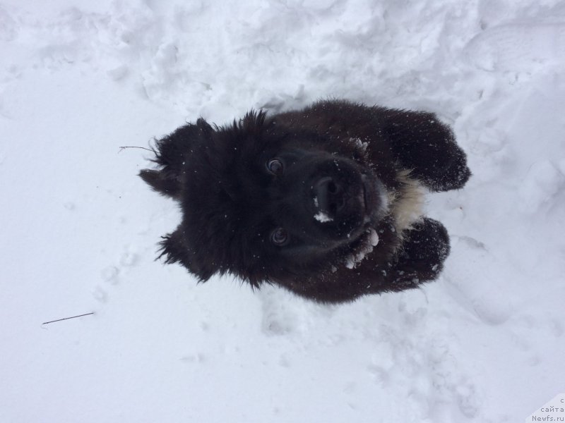 Фото: ньюфаундленд Sent Djons Nashenal Prayd (Сент Джонс Нашенал Прайд)