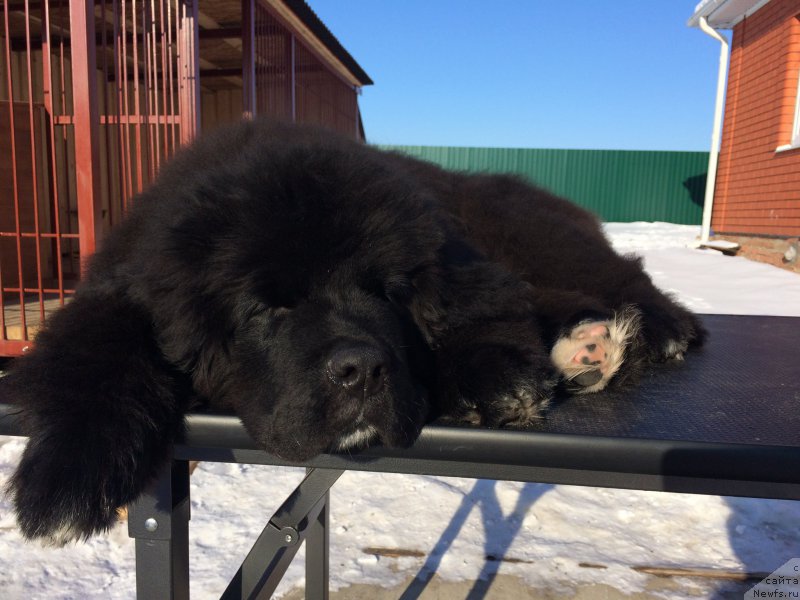 Фото: ньюфаундленд Sent Djons Nashenal Prayd (Сент Джонс Нашенал Прайд)