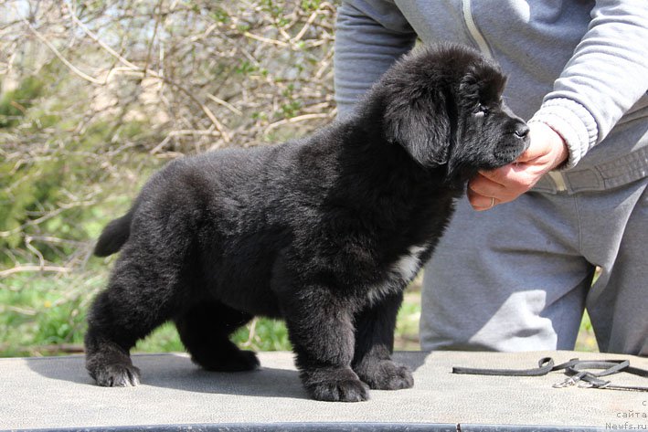 Фото: ньюфаундленд Dary Prinosjashhaya s Berega Dona (Дары Приносящая с Берега Дона)