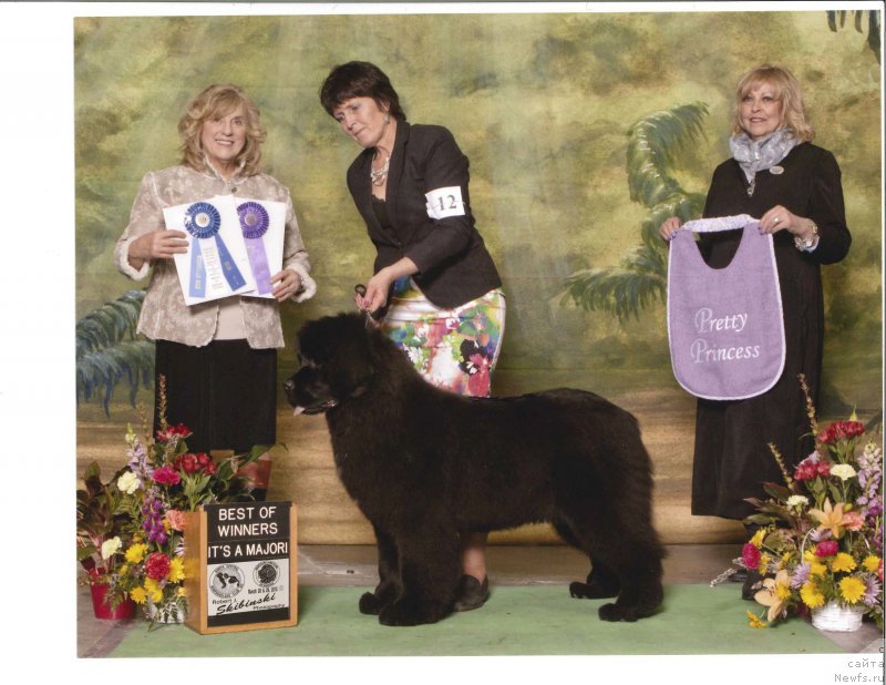 Фото: ньюфаундленд Because I'm Sweet for Seabrook (Бикоз Ай Эм Свеет фор Сеабрук)