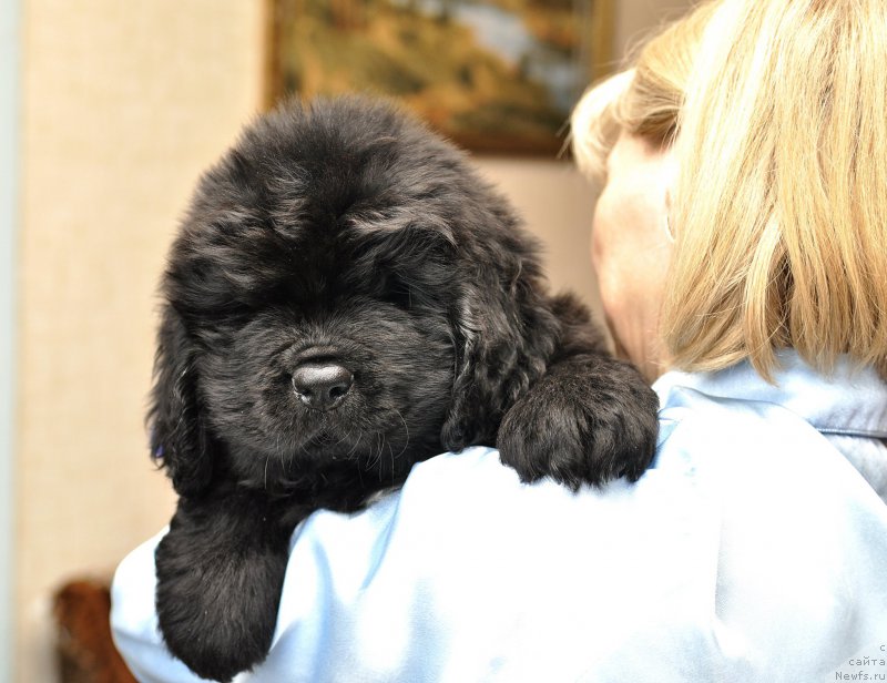 Фото: ньюфаундленд Vashe Blagorodie Vel'mojnyiy Pan (Ваше Благородие Вельможный Пан)