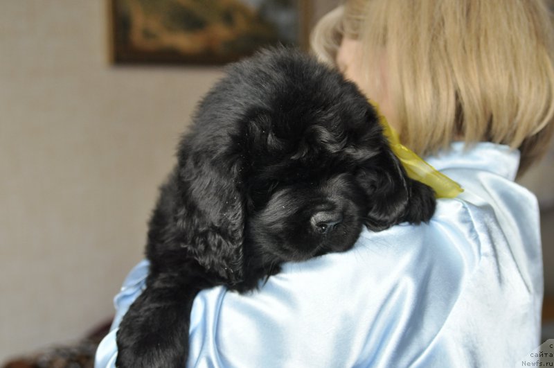 Фото: ньюфаундленд Voshodyaschaya Zvezda Viv'en Li (Восходящая Звезда Вивьен Ли)