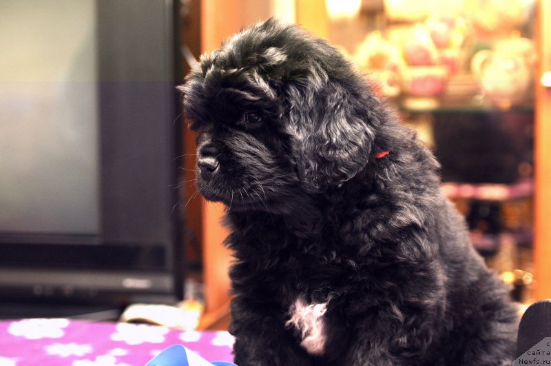 Фото: ньюфаундленд Vashe Velichestvo Viva Viktoriya (Ваше Величество Вива Виктория)