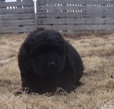 Фото: ньюфаундленд N'yufort Lapochka Dochka (Ньюфорт Лапочка Дочка)