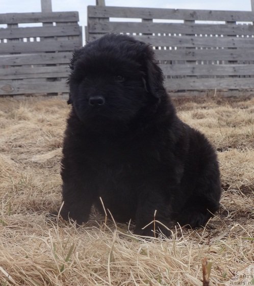 Фото: ньюфаундленд N'yufort Lapochka Dochka (Ньюфорт Лапочка Дочка)