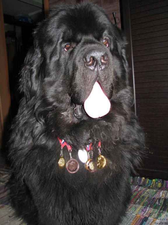 Фото: ньюфаундленд Sent Djons Zona of Fayer (Сент Джонс Зона оф Файер)