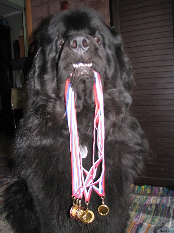 Фото: ньюфаундленд Sent Djons Zona of Fayer (Сент Джонс Зона оф Файер)