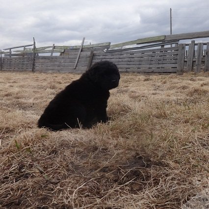 Фото: ньюфаундленд N'yufort Divnaya Diana (Ньюфорт Дивная Диана)