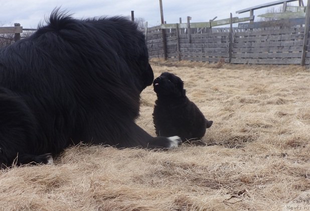 Фото: ньюфаундленд N'yufort Divnaya Diana (Ньюфорт Дивная Диана)