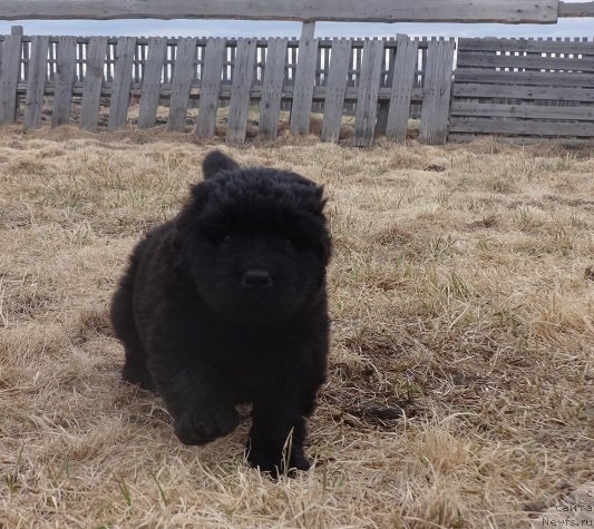 Фото: ньюфаундленд N'yufort Divnaya Diana (Ньюфорт Дивная Диана)