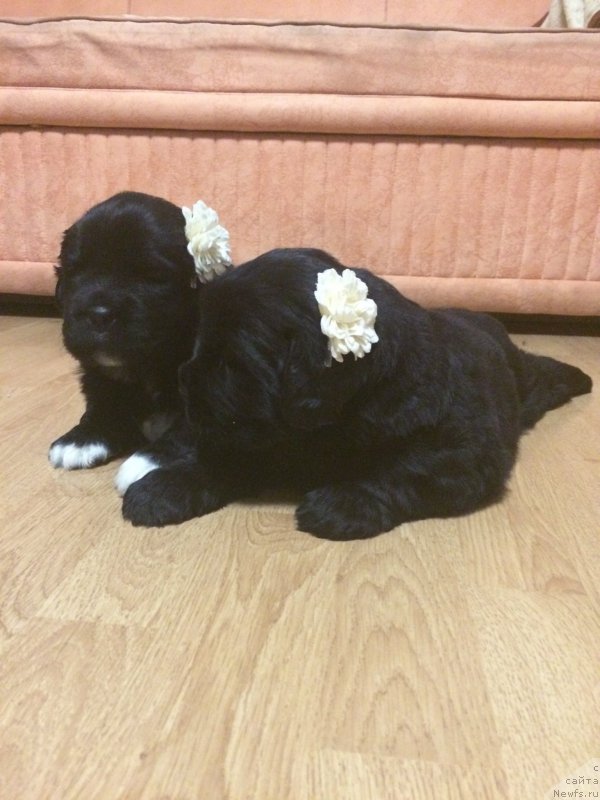 Фото: ньюфаундленд N'yufort CHernika Ledi (Ньюфорт Черника Леди)