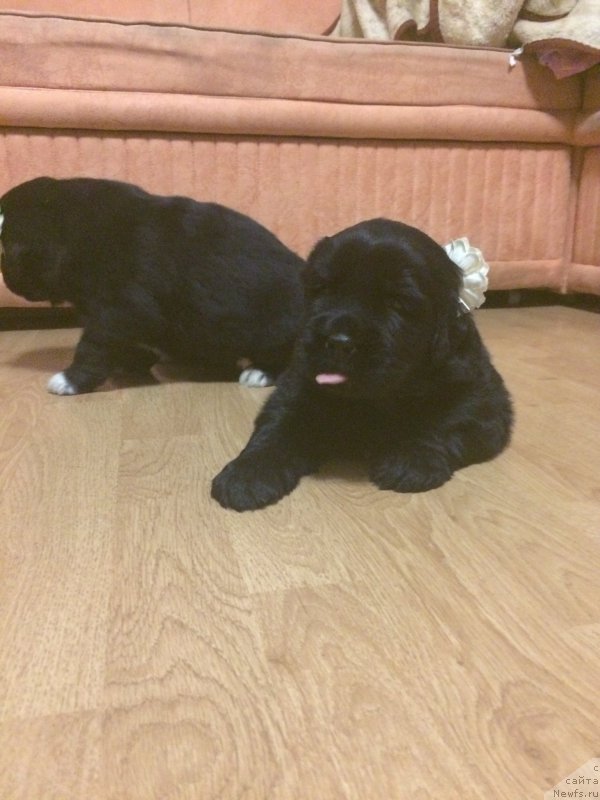 Фото: ньюфаундленд N'yufort CHernika Ledi (Ньюфорт Черника Леди)