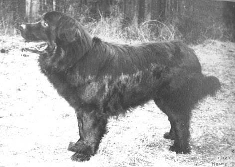 Фото: ньюфаундленд Sodj Sokrat (Содж Сократ)