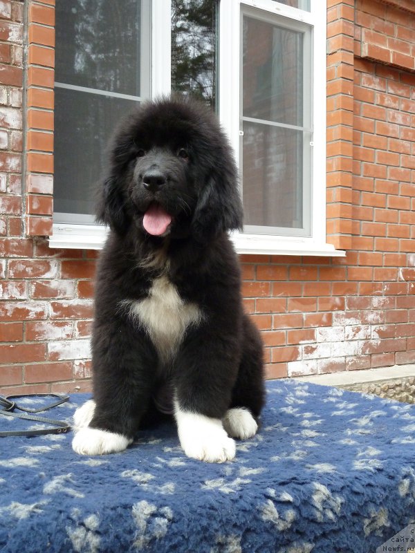 Фото: ньюфаундленд Super Premium Skandinaviya (Супер Премиум Скандинавия)