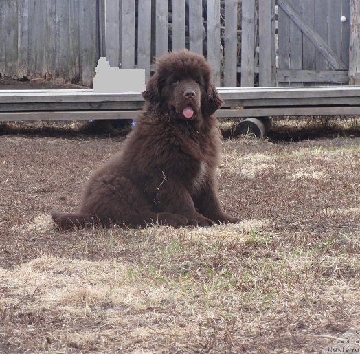 Фото: ньюфаундленд N'yufort Vesna Lyubvi (Ньюфорт Весна Любви)