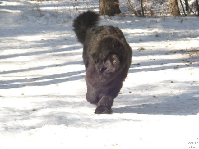 Фото: ньюфаундленд Super Premium Nostal'dji (Супер Премиум Ностальджи)