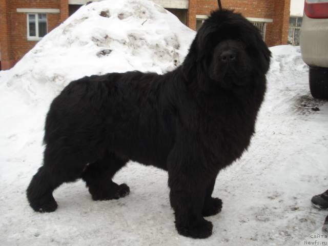 Фото: ньюфаундленд Super Premium Nostal'dji (Супер Премиум Ностальджи)