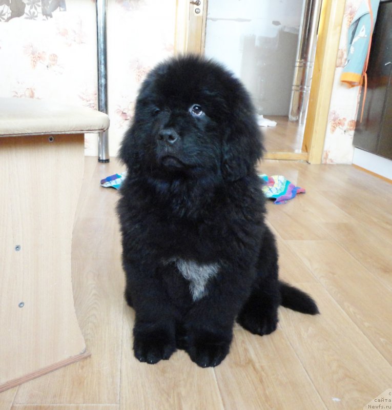 Фото: ньюфаундленд Rodamir Vialiki Miadzvedz (Родамир Вялiкi Мядзведзь)