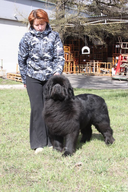 Фото: ньюфаундленд Lunnaya Sonata Dlya Elenyi Grand Byebi (Лунная Соната Для Елены Гранд Бэби)