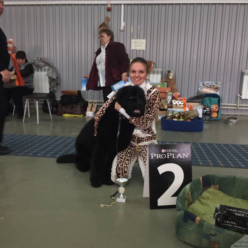 Фото: ньюфаундленд N'yu-Pom-SHir Bond Djeyms (Нью-Пом-Шир Бонд Джеймс)