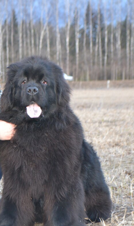 Фото: ньюфаундленд Mnogolikaya Boginya Manifik (Многоликая Богиня Манифик)