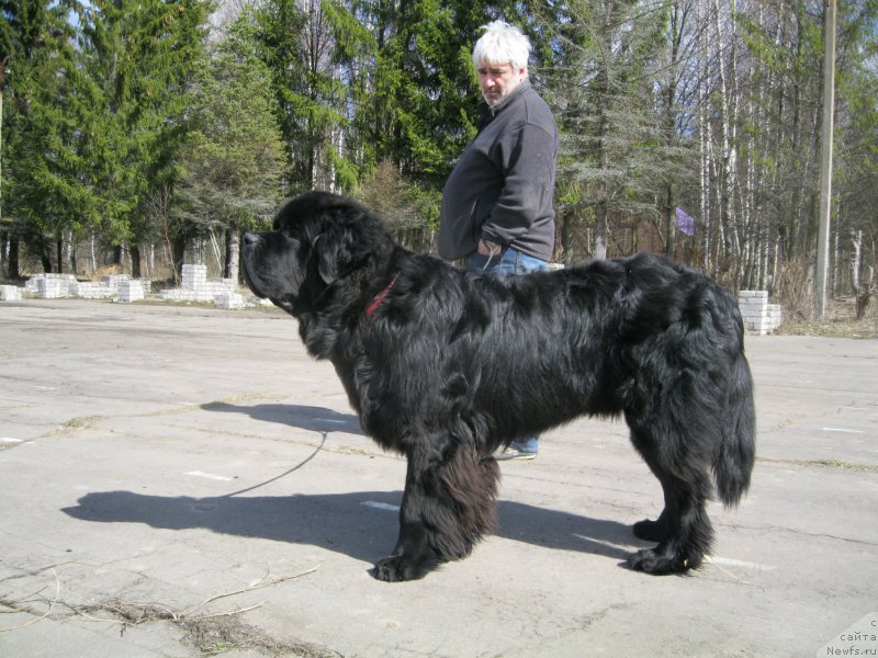 Фото: Черная Мафия Шорт анд Свеет (Chernaya Mafia Short and Sweet). Берт 10 месяцев