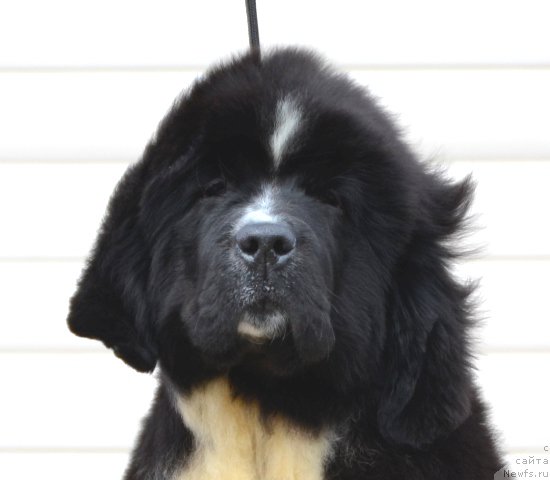 Фото: Акватория Келвин Домино